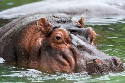 Bespoke Luxury Holidays - South Africa - Hippo