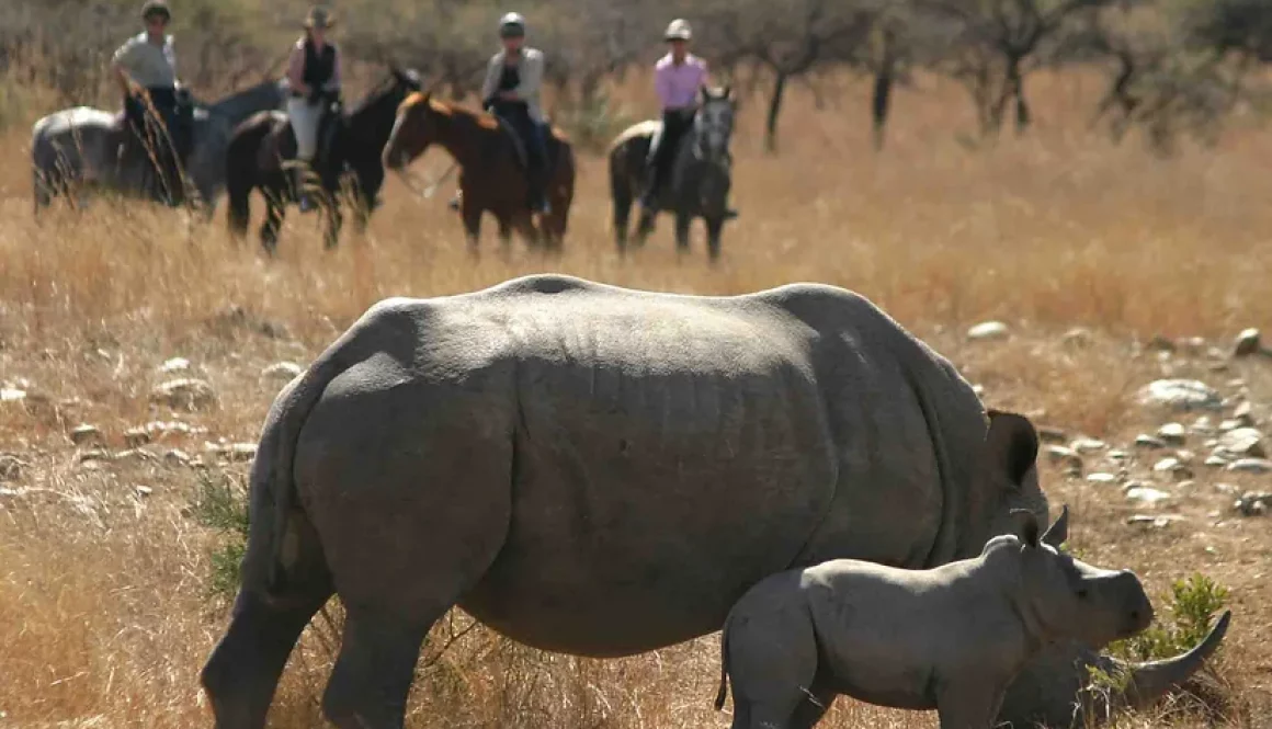 Bespoke Luxury Holidays - South Africa - Rhino