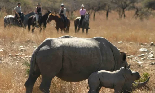 Horse Riding with Rhinos