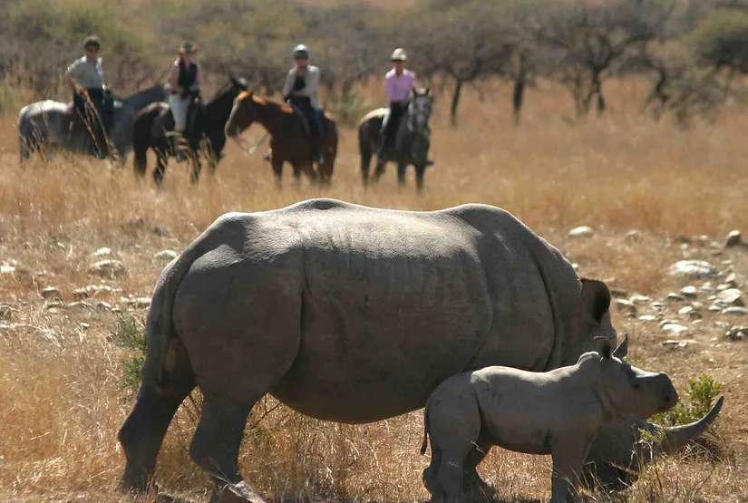 Bespoke Luxury Holidays - South Africa - Rhino