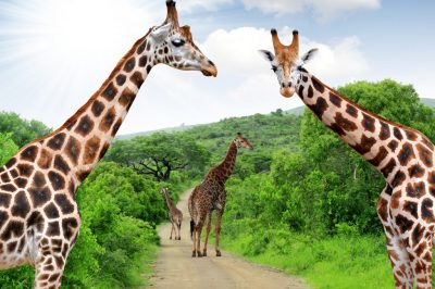 Bespoke Luxury Holidays - South Africa - Giraffe