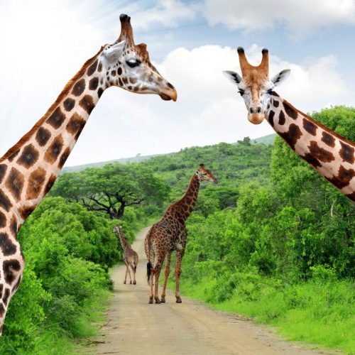 Bespoke Luxury Holidays - South Africa - Giraffe