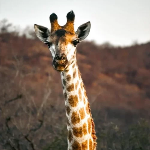 Bespoke Luxury Holidays - South Africa - A tall thing with a big neck