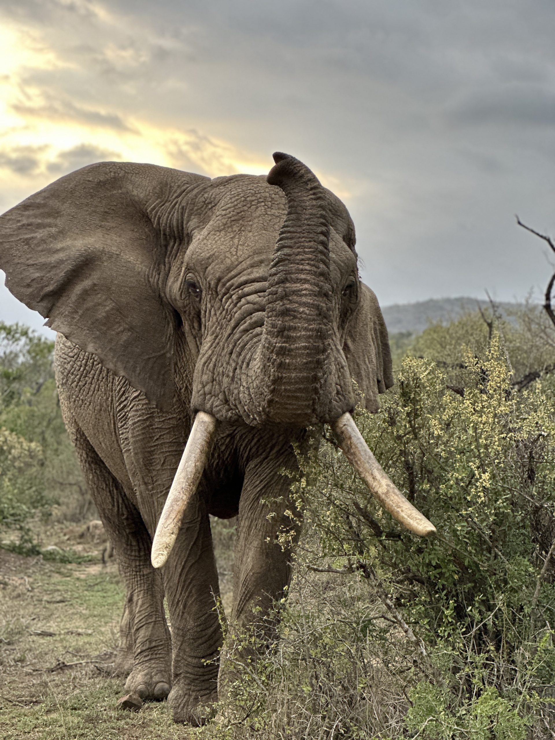 Bespoke Luxury Holidays - South Africa - Elephant