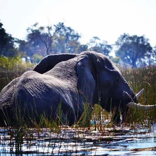 Bespoke Luxury Holidays - South Africa - Elephant