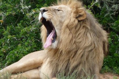 Bespoke Luxury Holidays - South Africa - Lions